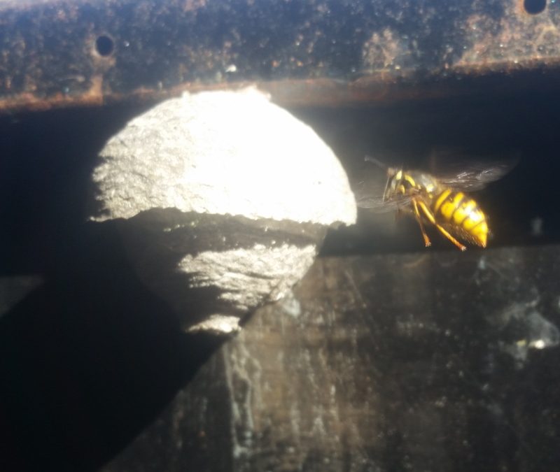 Wasp Nest Removal Queen